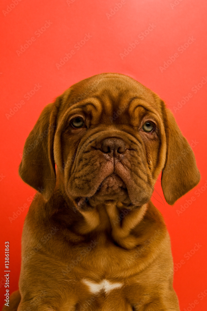 Dogue De Bordeaux puppy isolated on a red background