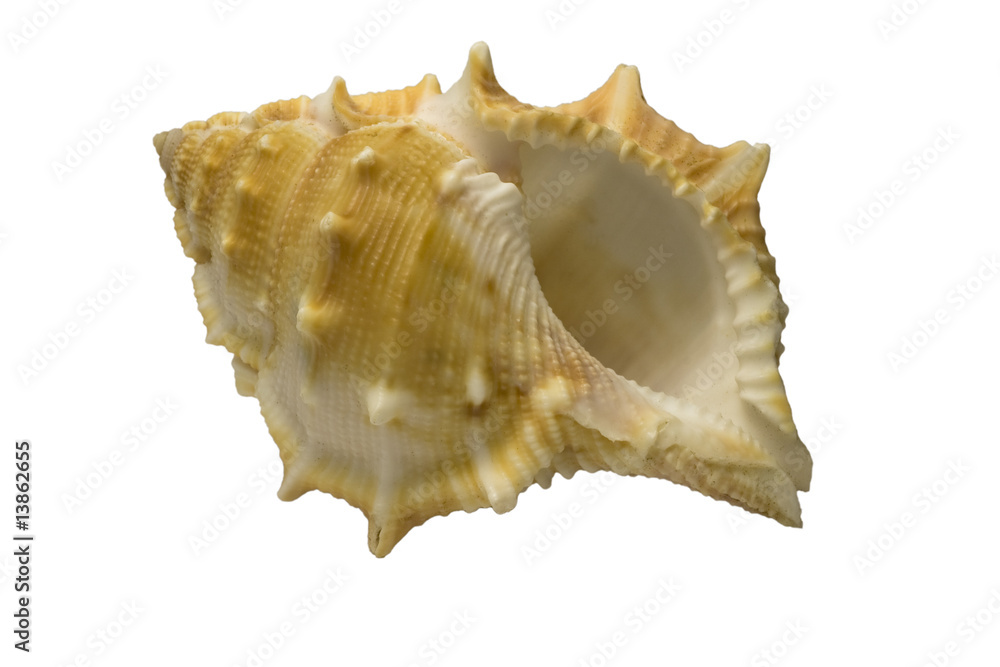 muschel muschel