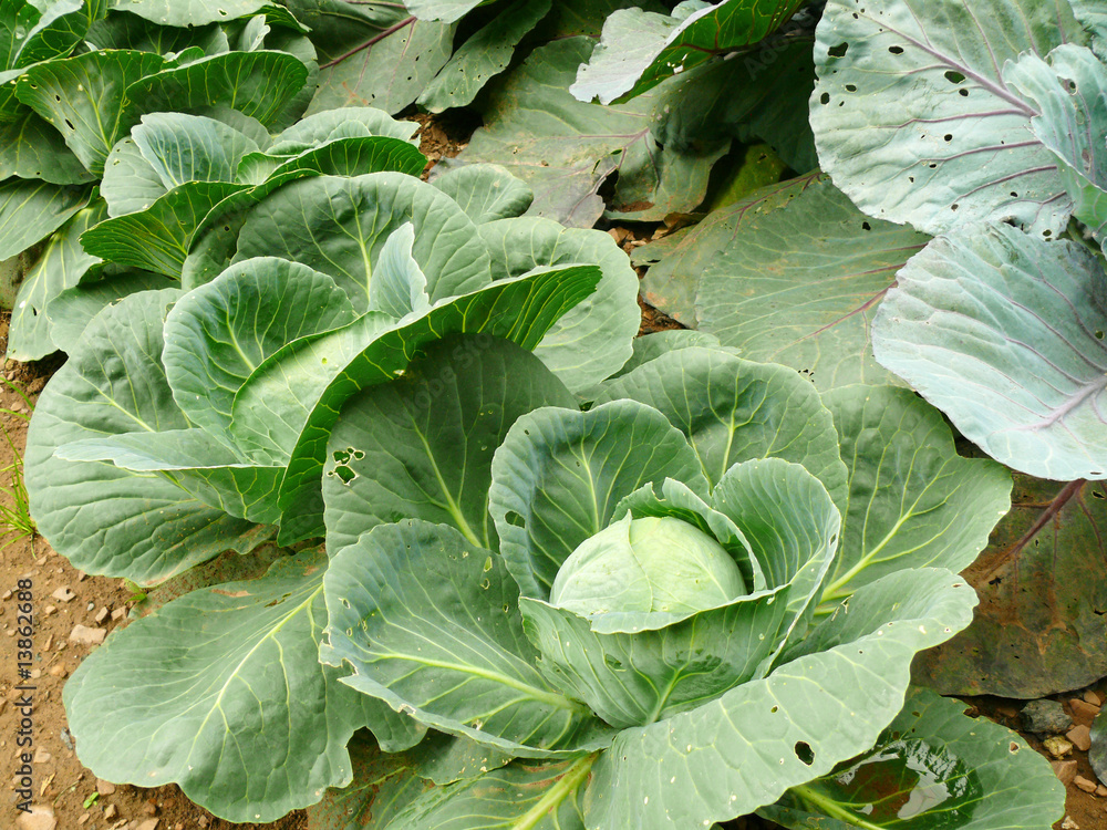 Weißkohl Weißkohl