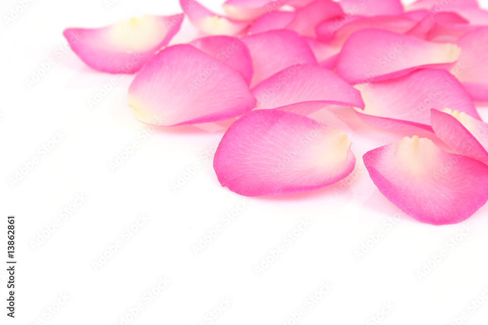 Obraz premium Płatki róż na białym tle