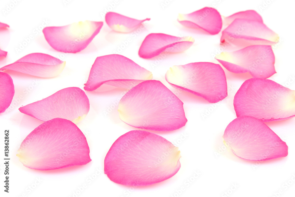 Fototapeta premium Petals of roses on a white background