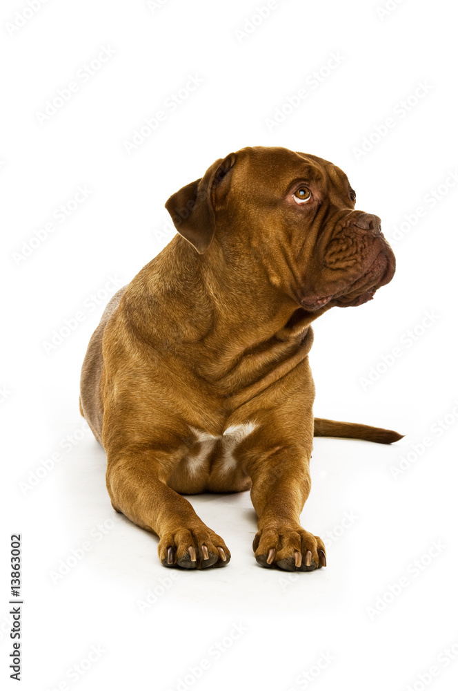 Dogue De Bordeaux isolated on a white background