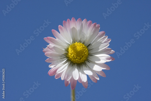 single daisy in a field