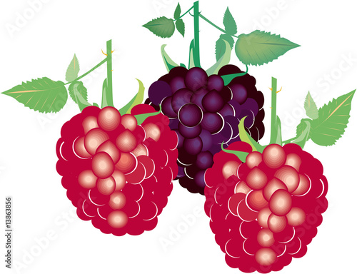 Himbeeren