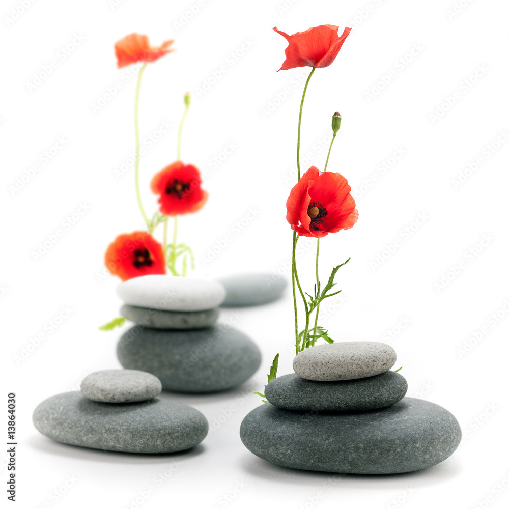 Fototapeta premium fleur de coquelicot et galet - image isolée sur du blanc