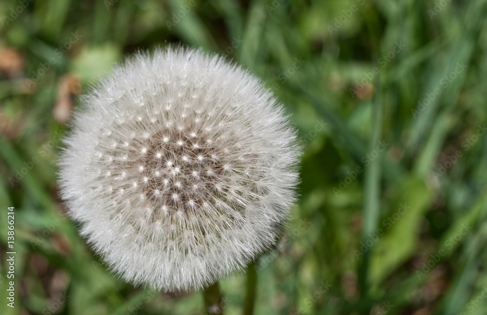 Dandelion