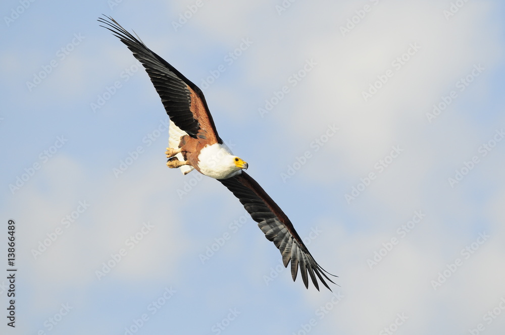 African fish eagle, Haliaeetus vociferoides in flight, Naivasha