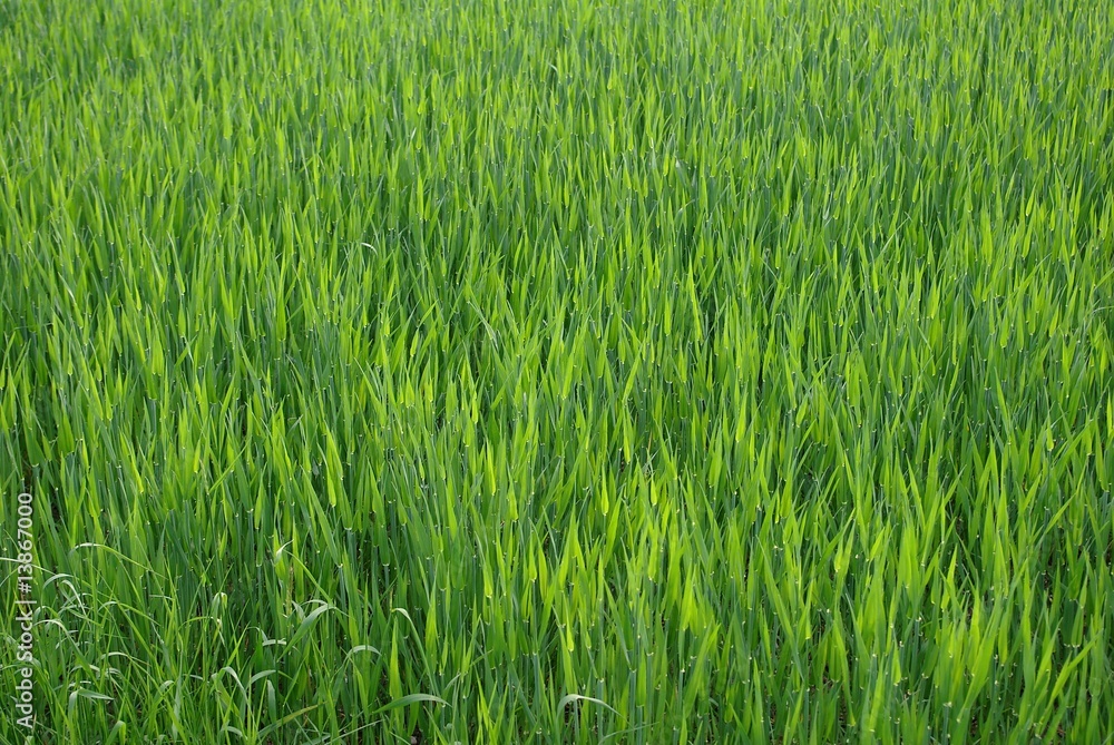 Obraz premium Weizenkeimlinge