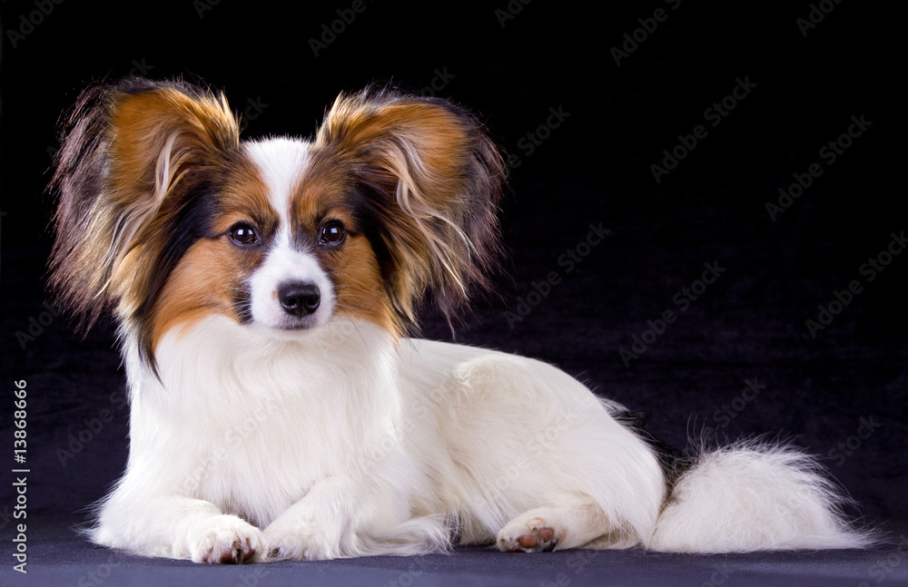 Papillon dog