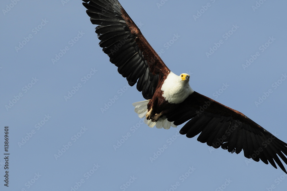 Obraz premium African fish eagle, Haliaeetus vociferoides in flight, Naivasha