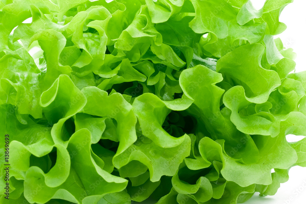 Fresh green Lettuce salad Fresh green Lettuce salad