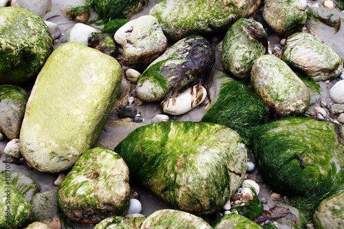 Galet recouvert d'algues