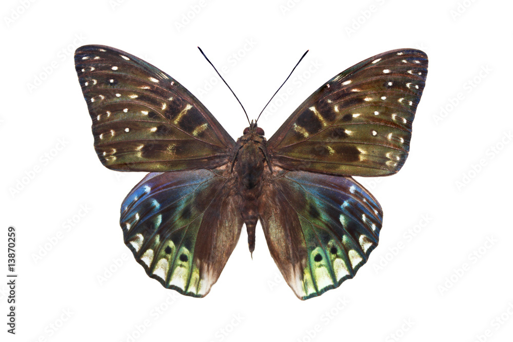 Mottled butterfly Mottled butterfly