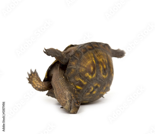 Turtle on its back on white background