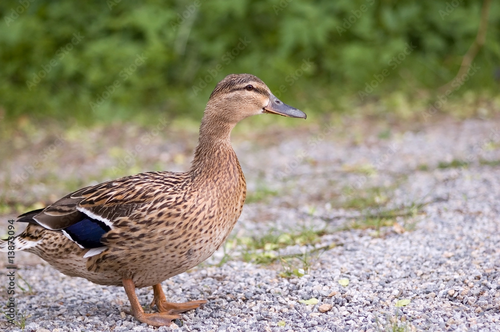 duck duck