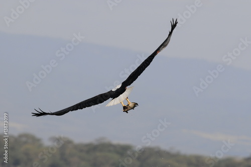 African fish eaglewith trophy in flight at lake Naivasha
