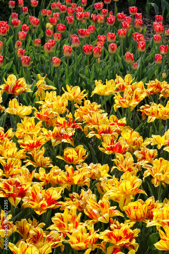 Colorful tulips © wajan