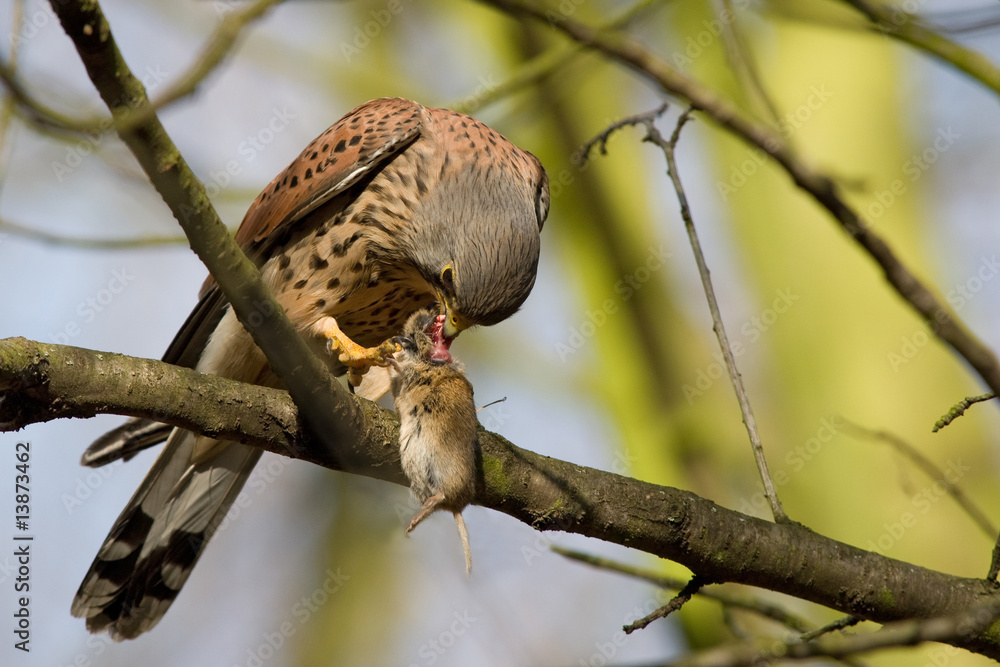 Obraz premium REPAS DE FAUCON 2