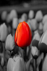 Papier peint photo Rouge, noir, blanc Tulipe rouge éclatante au printemps  © Andrea Spallanzani