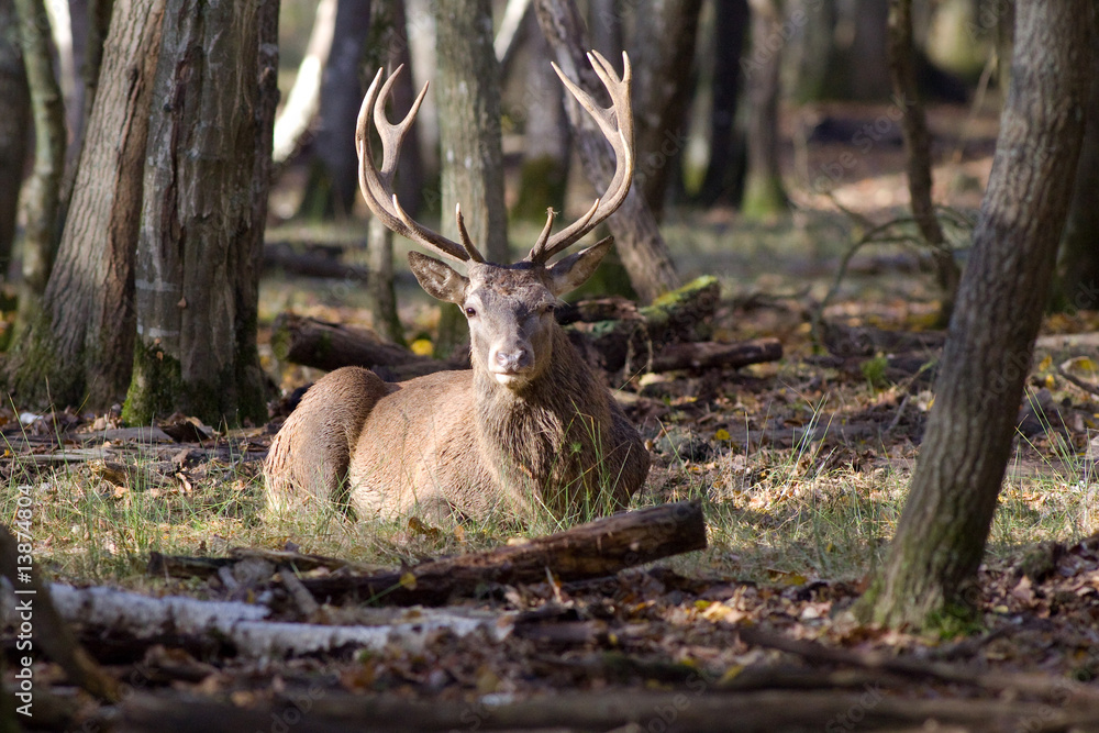 Naklejka premium CERF COUCHé