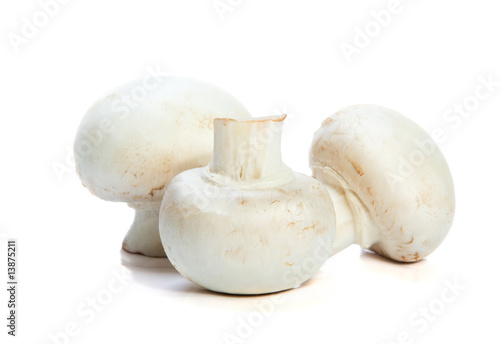 fresh mushrooms on a white background