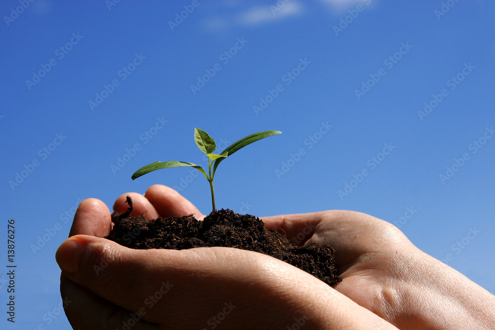 Junger Spross StockFoto Adobe Stock