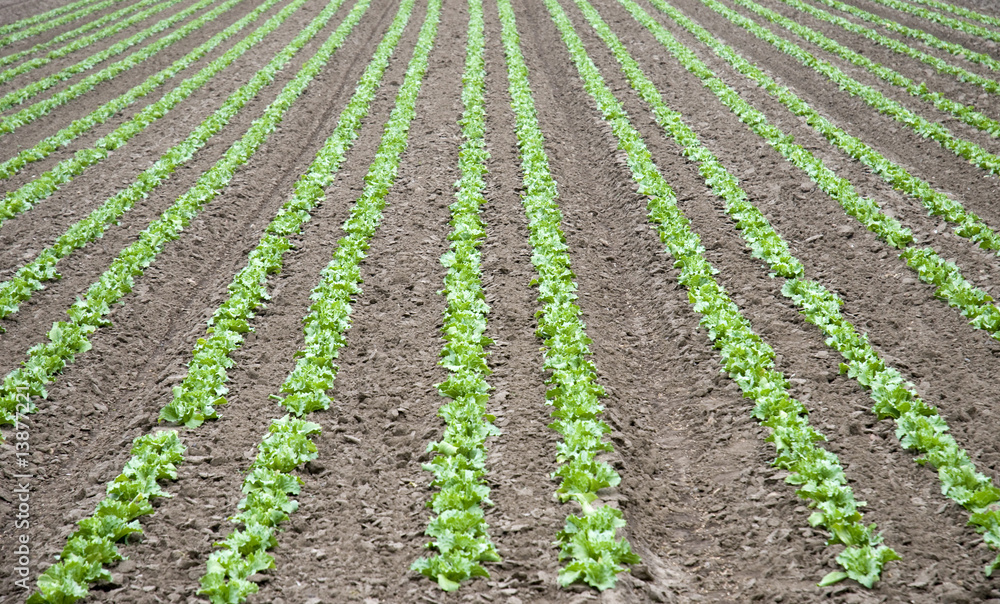Field of Lettuce Field of Lettuce