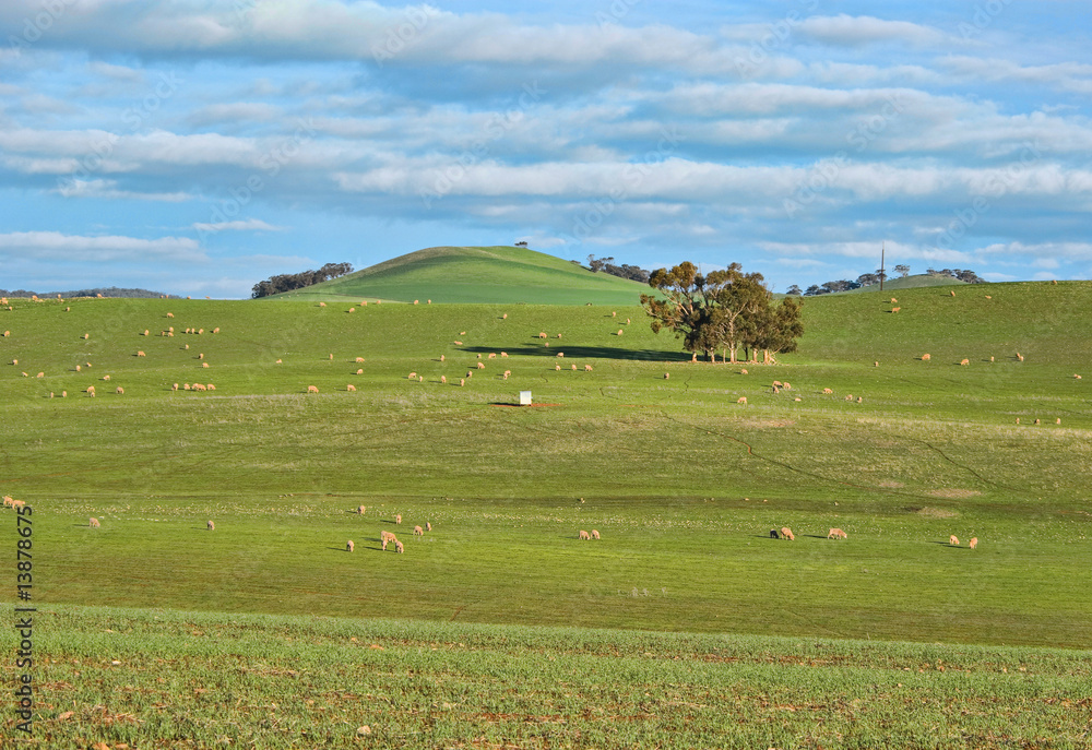 sheep in the field