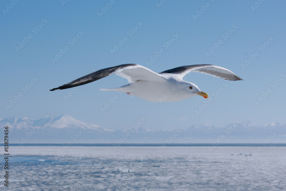 Fototapeta premium GOELAND à SHIRETOKO