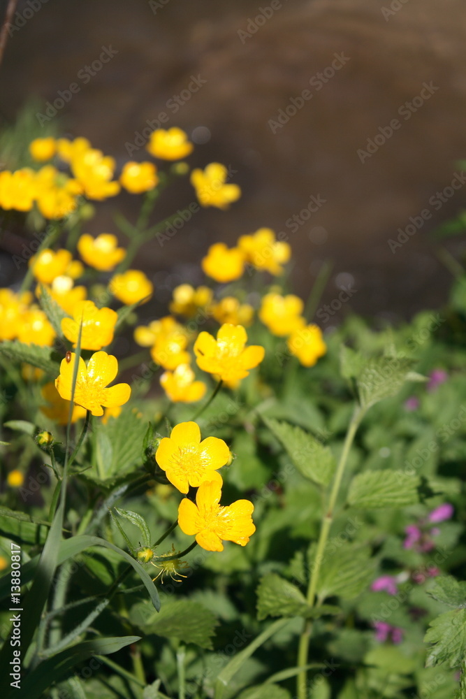 Fototapeta premium flowers near the river