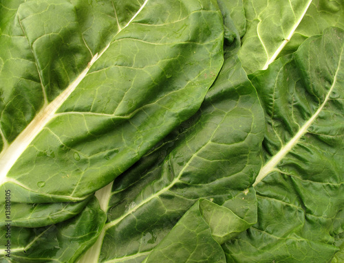 Swiss chard fresh leaves