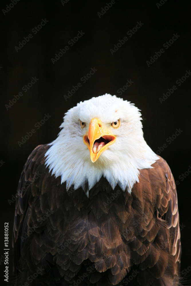 Obraz premium weißkopfseeadler