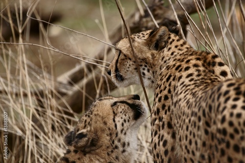 Gepard  (Acinonyx jubatus)