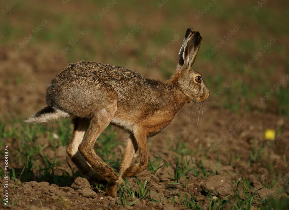 Feldhase (Lepus europaeus) Feldhase (Lepus europaeus)