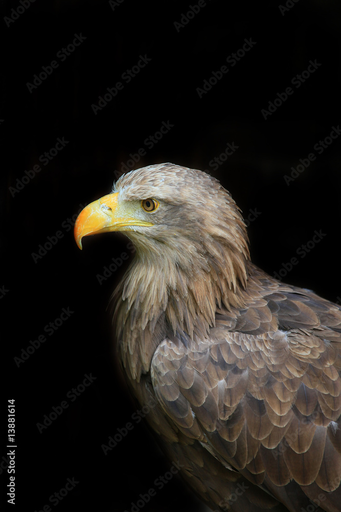 Obraz premium Seeadler