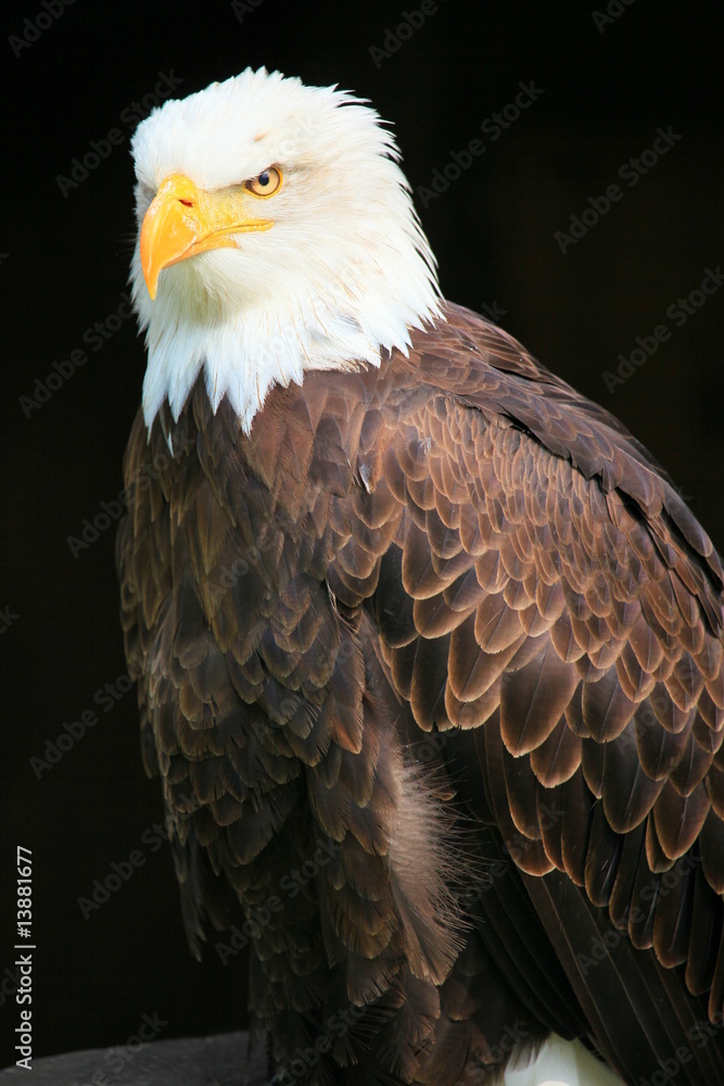 Fototapeta premium weißkopfseeadler