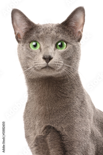 Foto Portrait of a russian blue cat