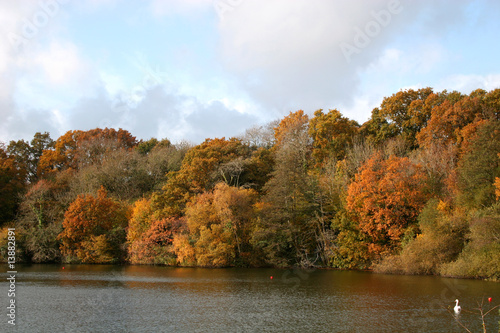 autumn woods by lake