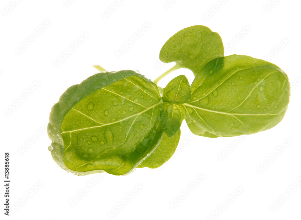 Obraz premium Basil close-up