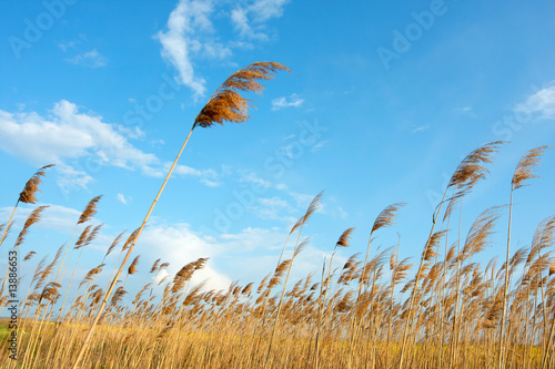 Foto field and sky