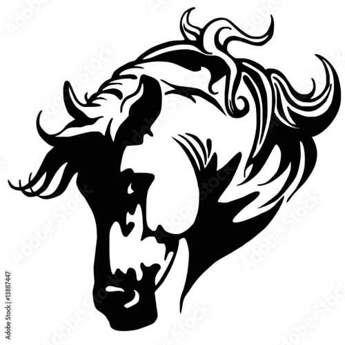 testa cavallo