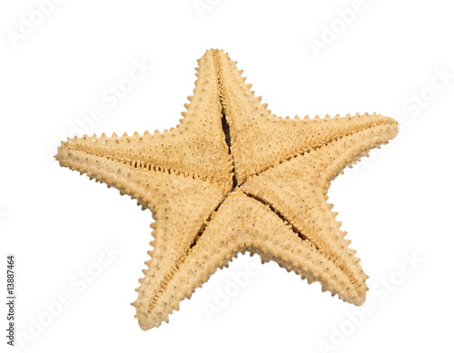 back side of starfish