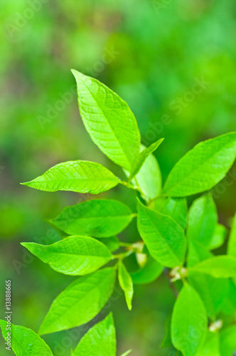 Fresh leaves in forest