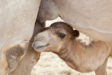 Fotobehang Kameel Babykameel zoekt melk bij moeder  © Ints
