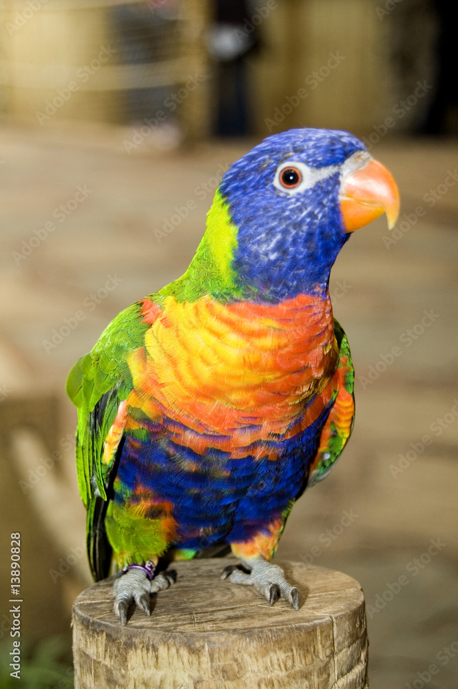 australian rainbow lorikeet australian rainbow lorikeet