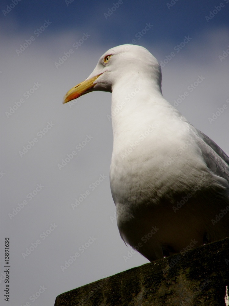 Fototapeta premium portrait de mouette