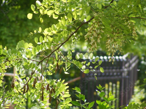 Foto the garden and the locus tree