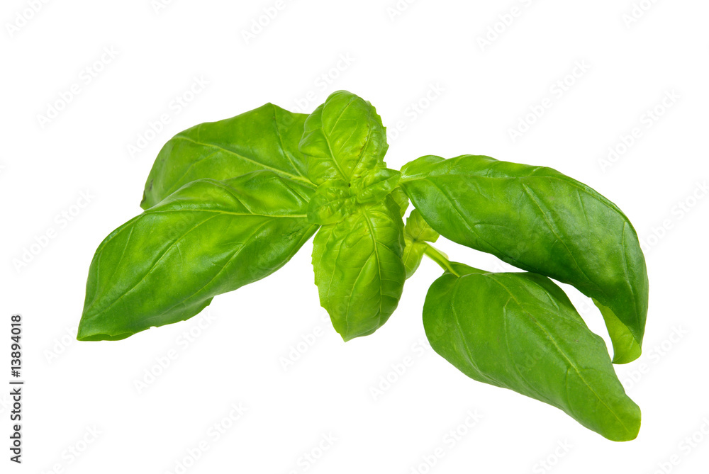 Basilikum - basil 11 Basilikum - basil 11