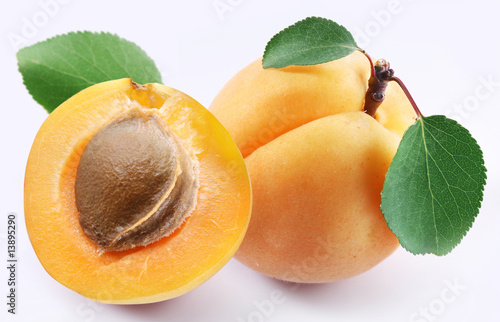 apricot photo