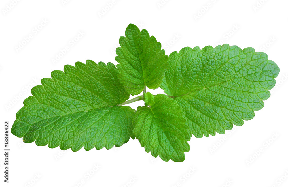 balm branch balm branch